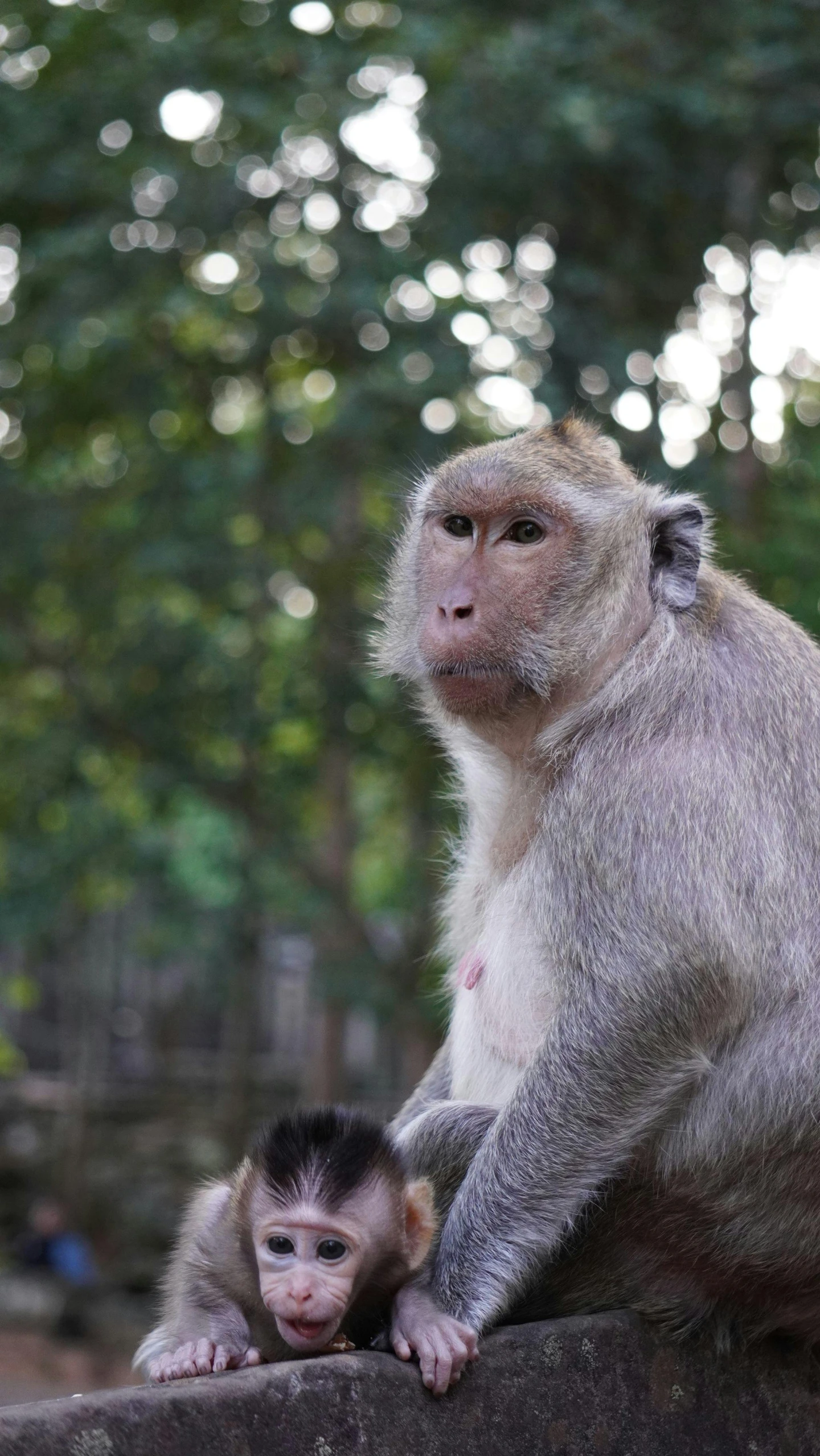 a young monkey and its mother sit on the ground