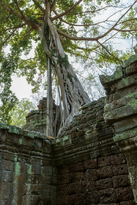 an up close view of trees in a building