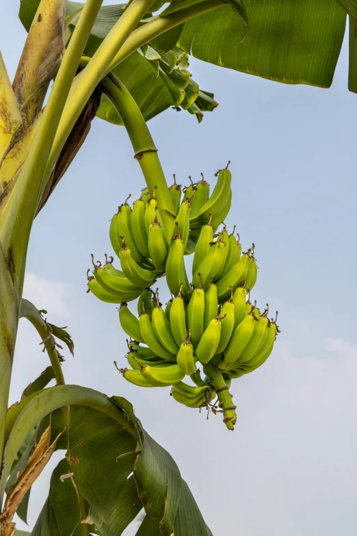 bunches of bananas growing on a tree outside