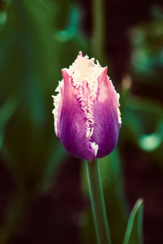 purple and white tulip close up in front of some green leaves