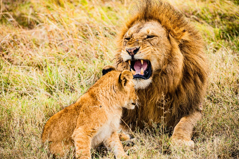 a lion and its cub are on the field