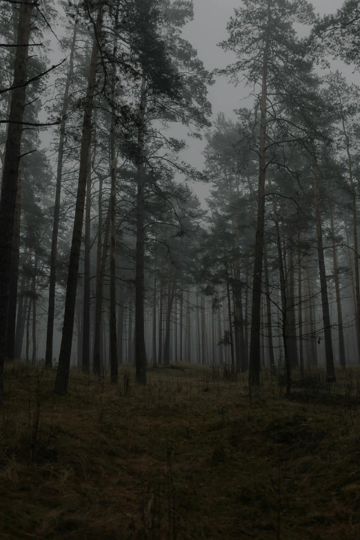 a foggy forest with tall pine trees in the foreground