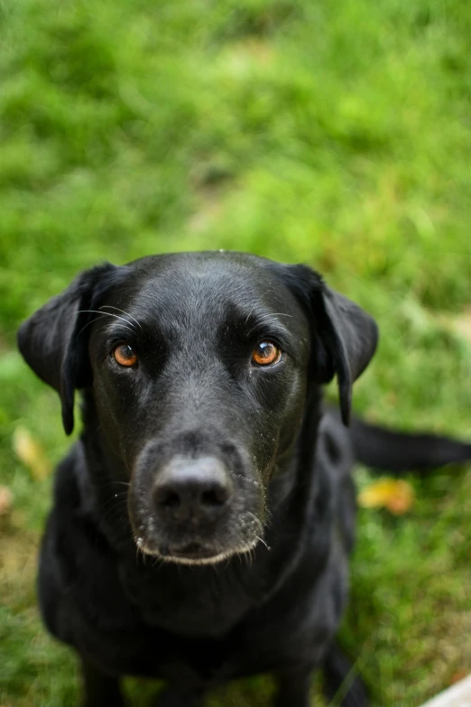 a black dog sitting on top of green grass