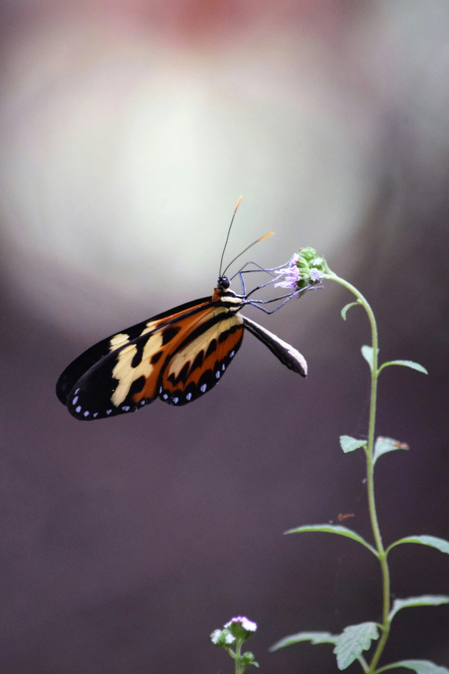 a erfly sitting on a small white flower