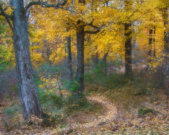 a forest with lots of trees in it