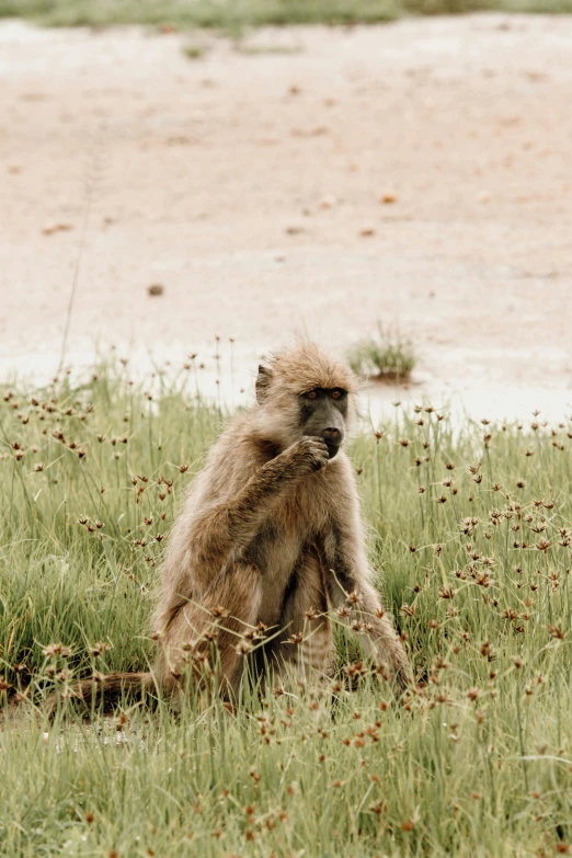 a monkey in some tall green grass near the water