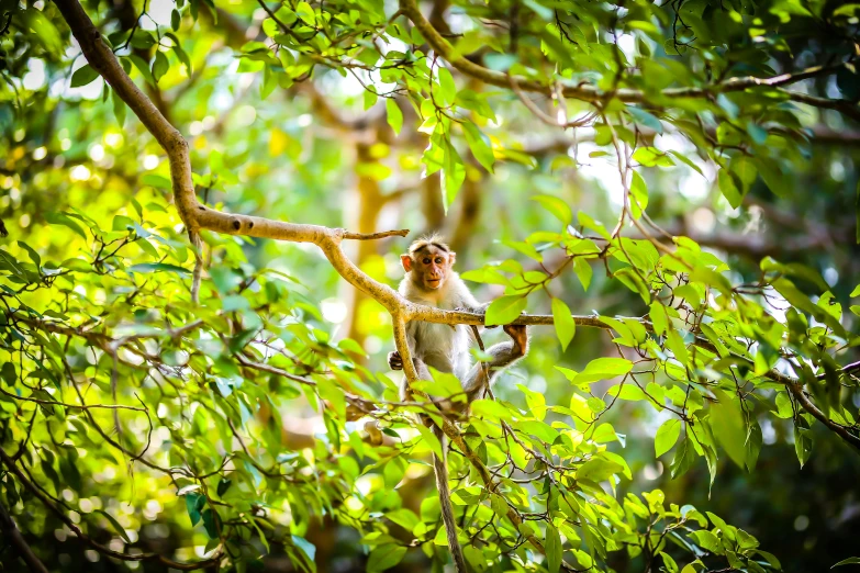 a monkey sitting on top of a tree nch in a forest