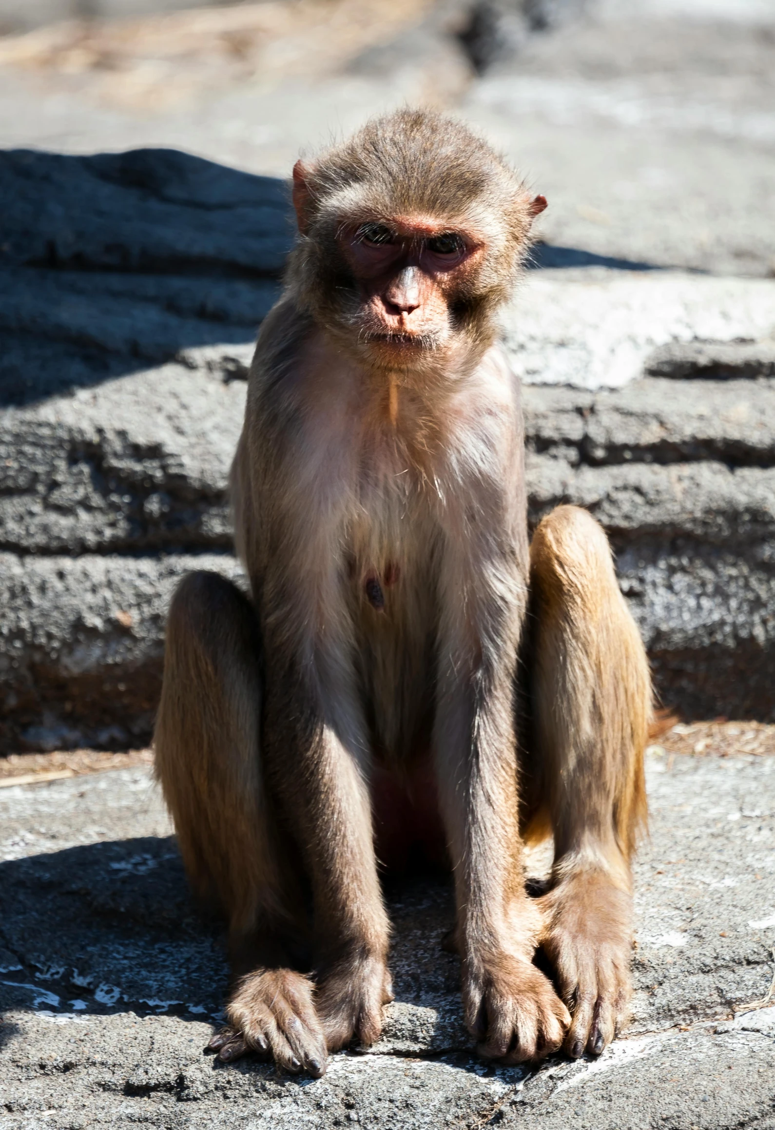 a monkey sitting and staring at the pographer