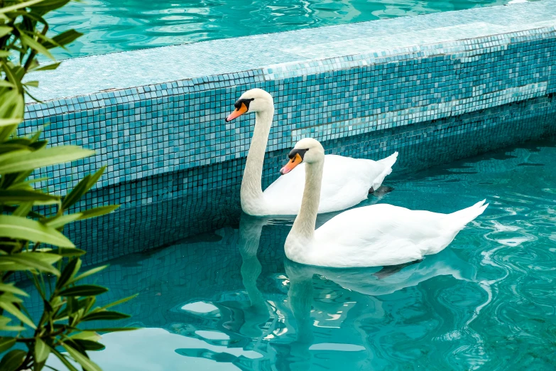 two white swans swimming in a pool surrounded by tiles