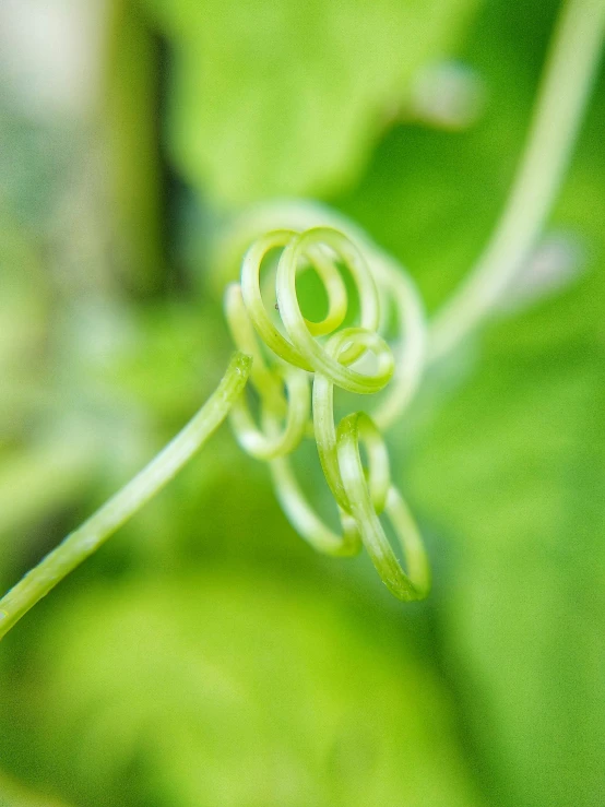 an extremely closeup s of a leaf with spiral shaped stems