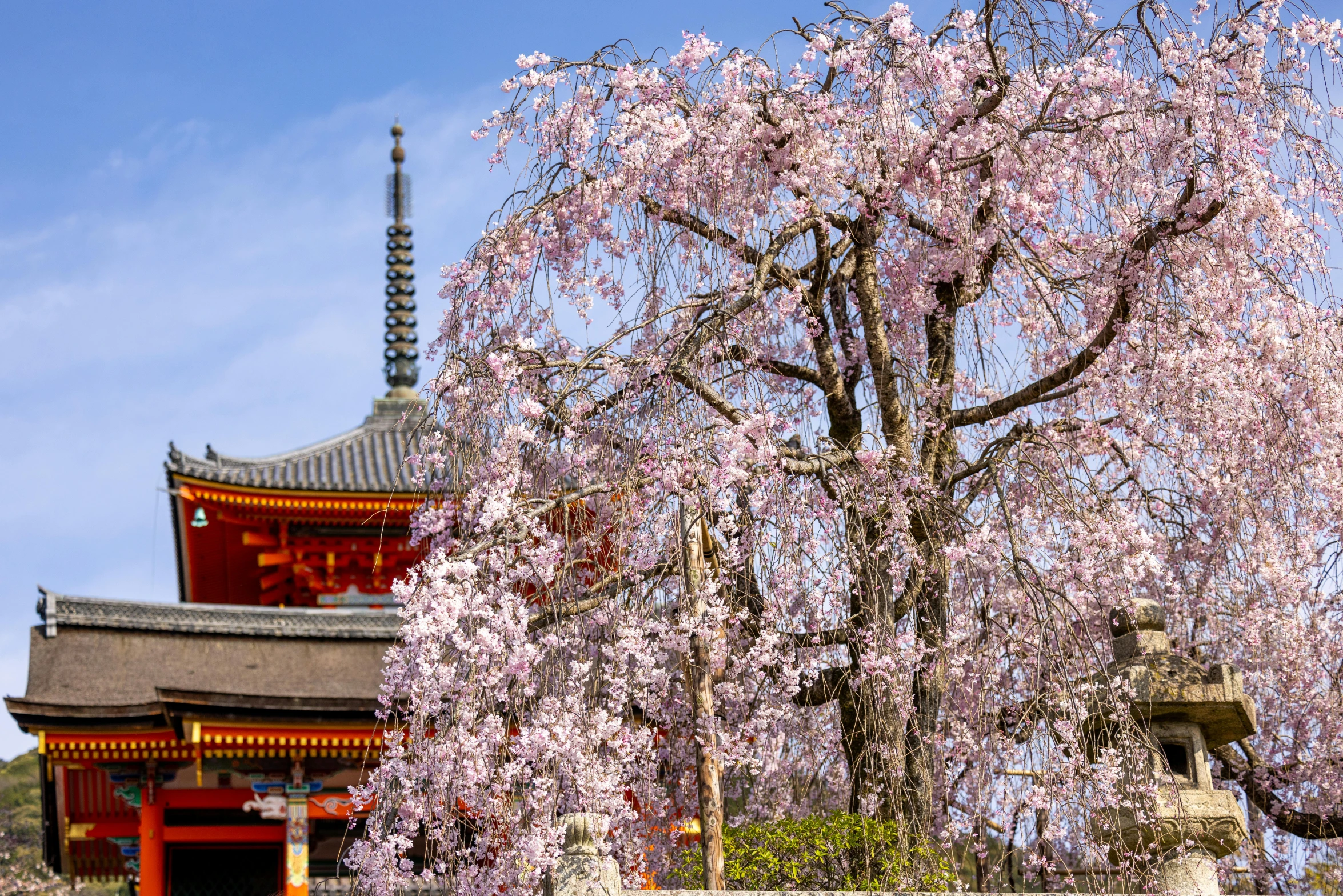 the cherry blossom tree is next to the pagoda