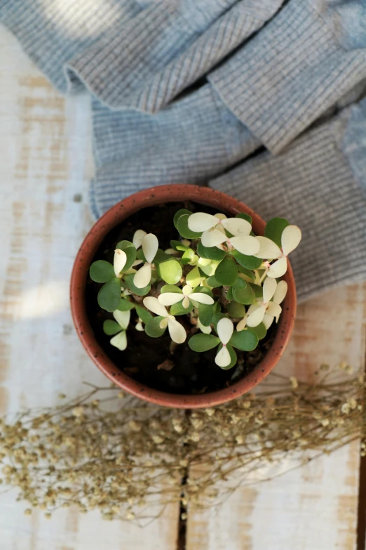 there are plants in the bowl next to some clothes