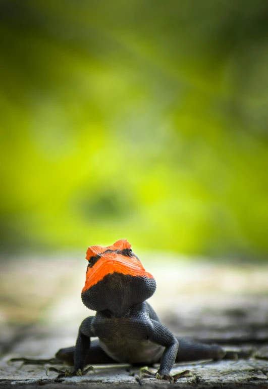 a small animal sitting on top of a tree stump