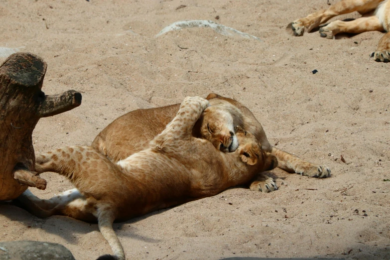 two animals playing on the sand near each other