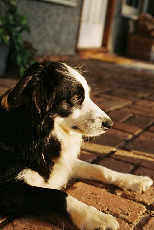 a black and white dog laying on the sidewalk next to flowers