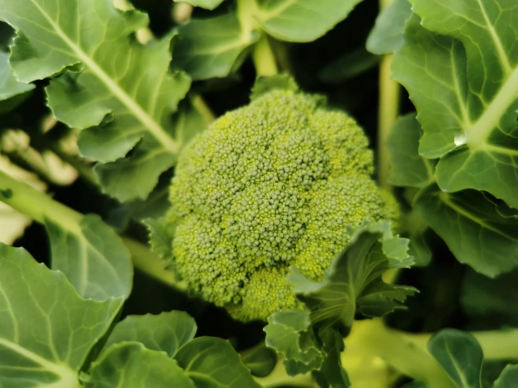 a close up picture of a green plant