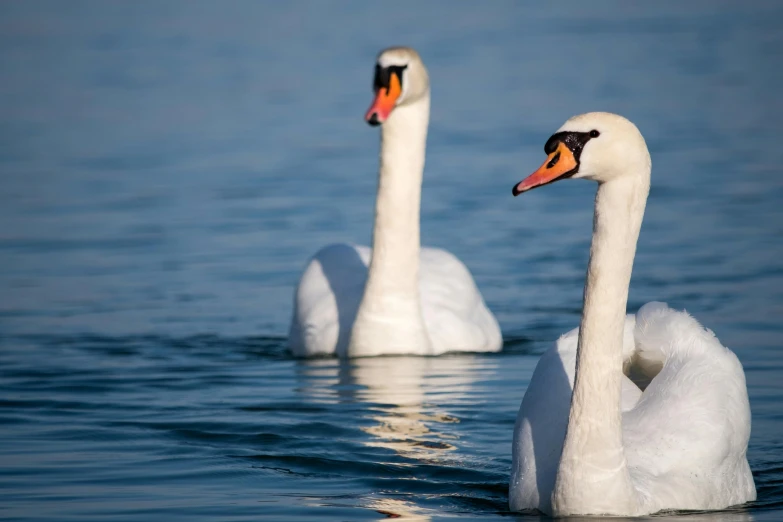 two white swans are swimming together on a lake