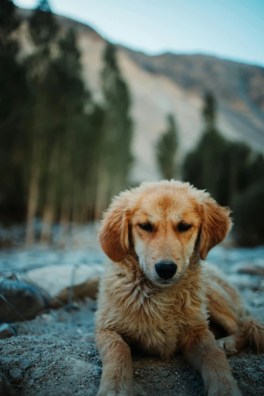 a puppy is sitting on the ground next to a hill