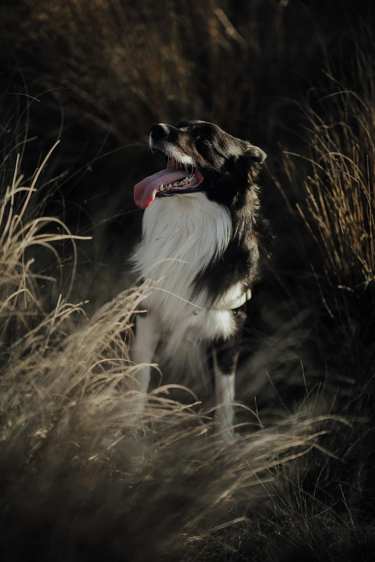 dog smiling while sitting on tall grass looking up