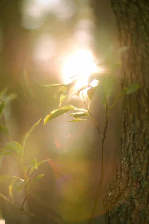 the sun shines through the nches of the tree