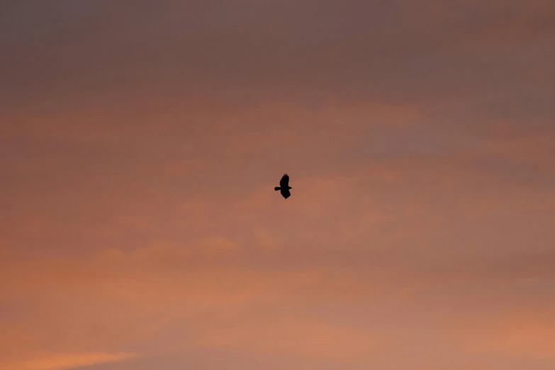 a bird flying in the sky as the sun goes down