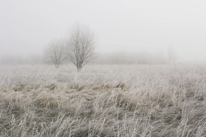 a barren field in the winter on a foggy day