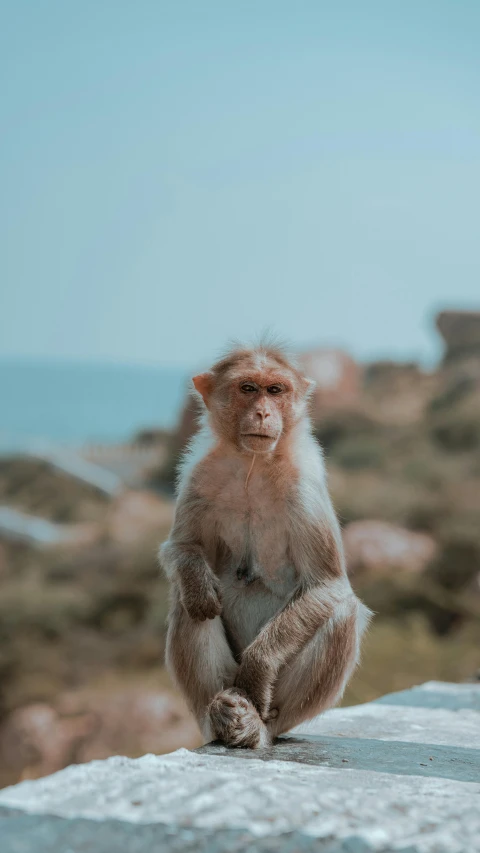 a baby monkey sits on the edge of a cliff