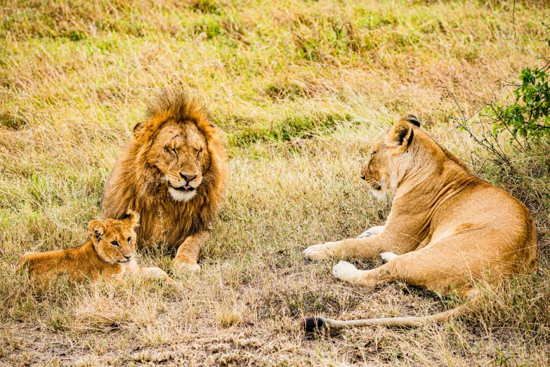 a lion and two cub sitting in the grass