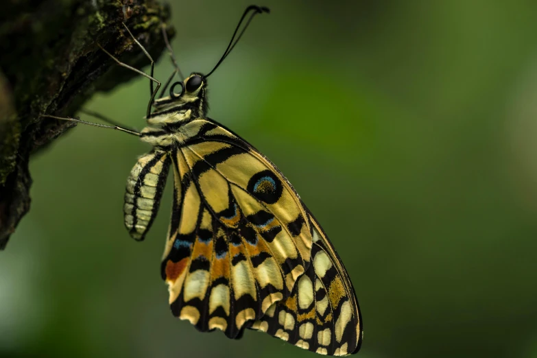 the yellow and black erfly is perched on a nch