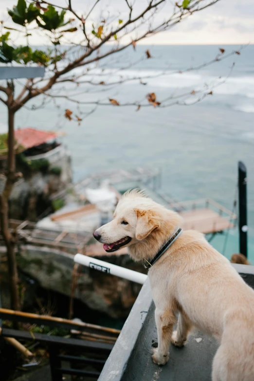 a dog sits on a ledge next to the water