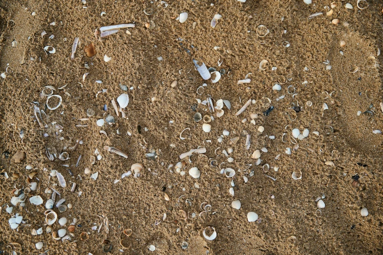 this is a bunch of sand and small shells