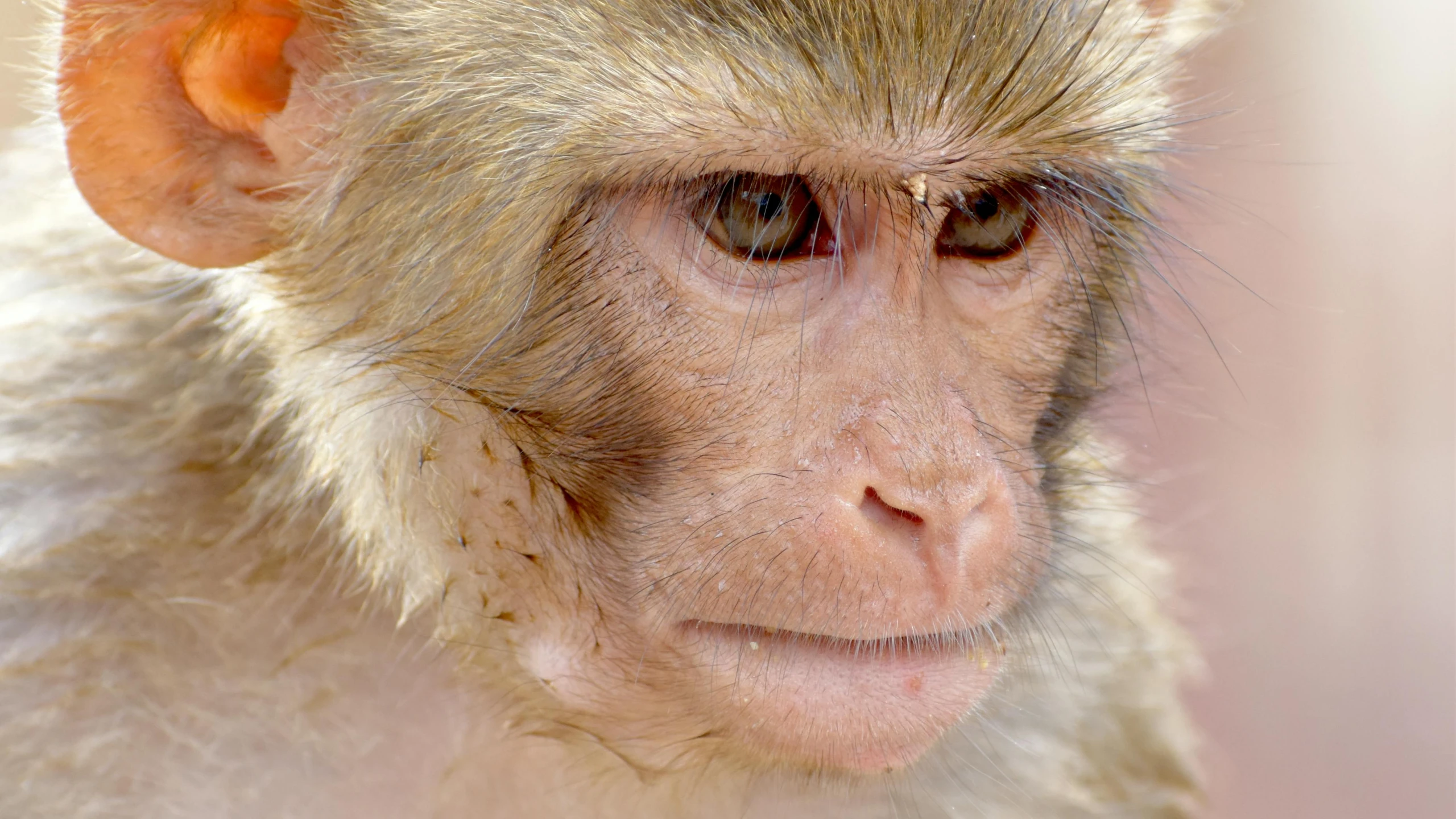 a close - up of the face and forehead of a monkey