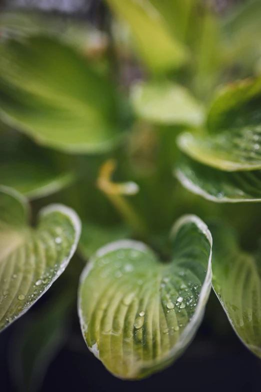 a close up image of green plants that appear to be raining