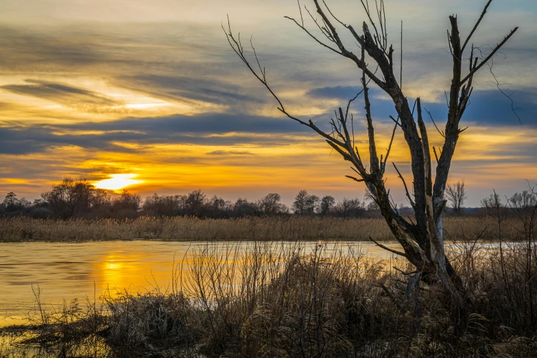 some water reeds and trees are in the water