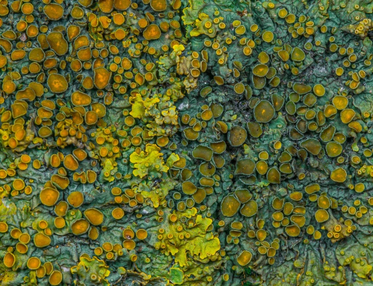 green and orange moss covered with orange dots