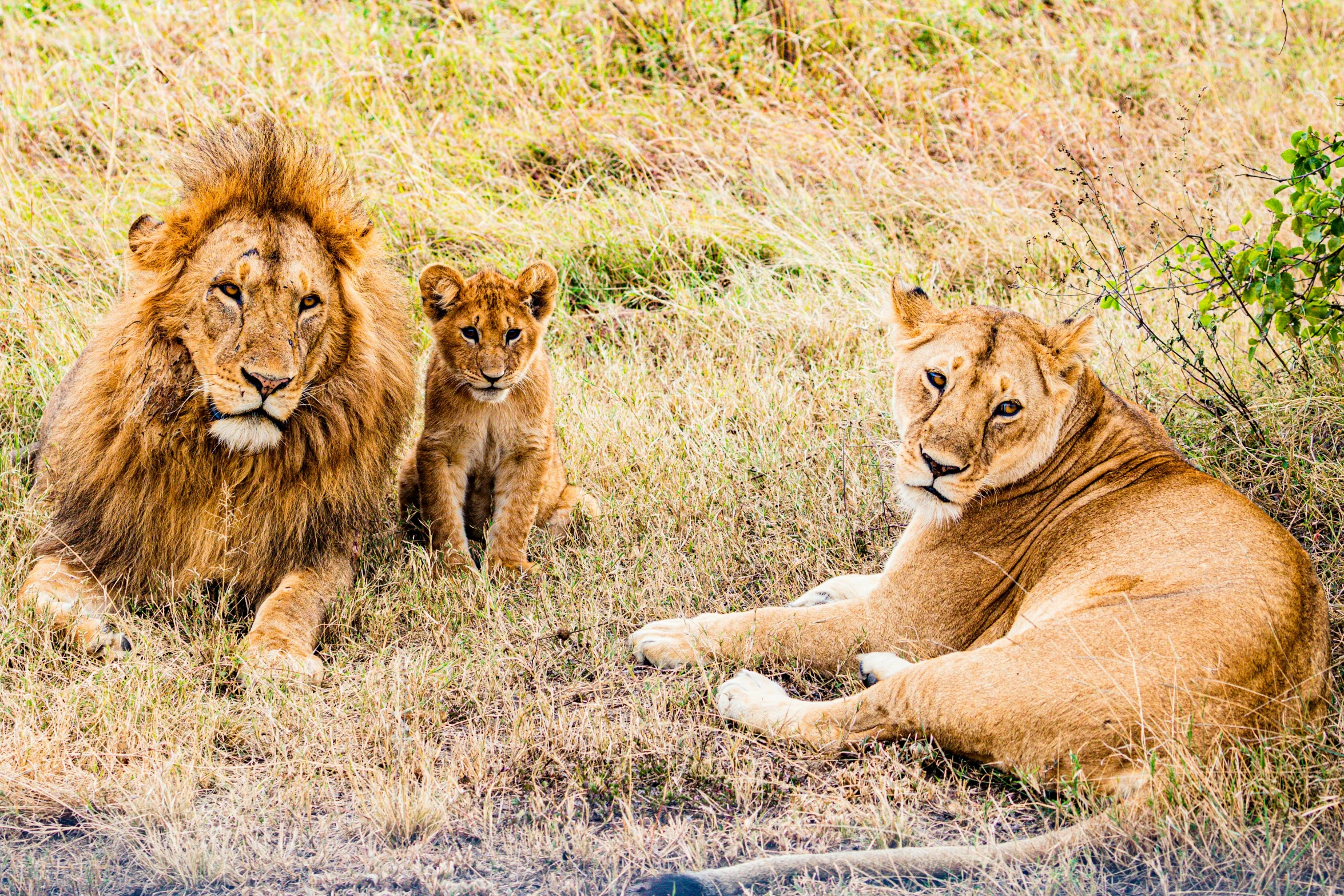 three adult lions and two young ones laying in the grass