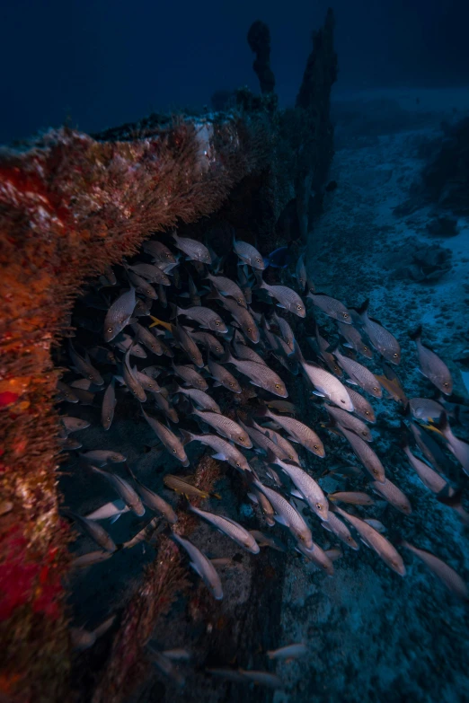 a bunch of fish that are laying on a sea floor