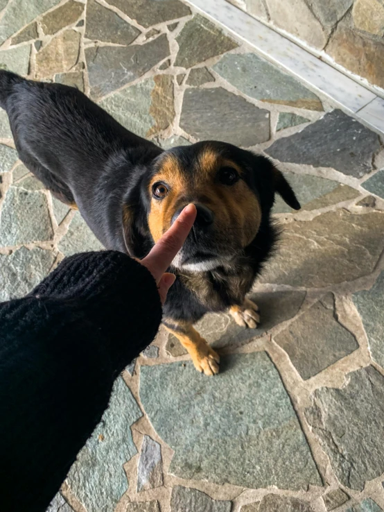 a black and brown dog has his tongue out