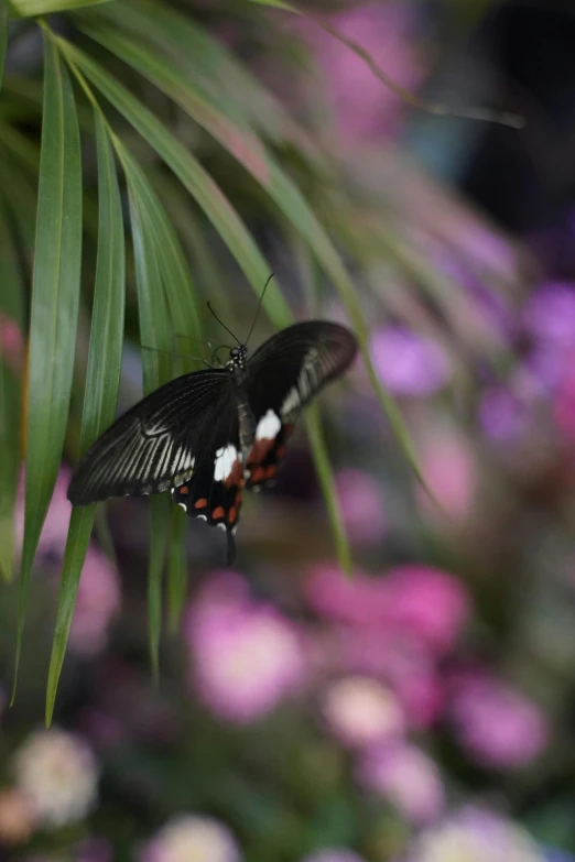 two erflies on top of a green leaf