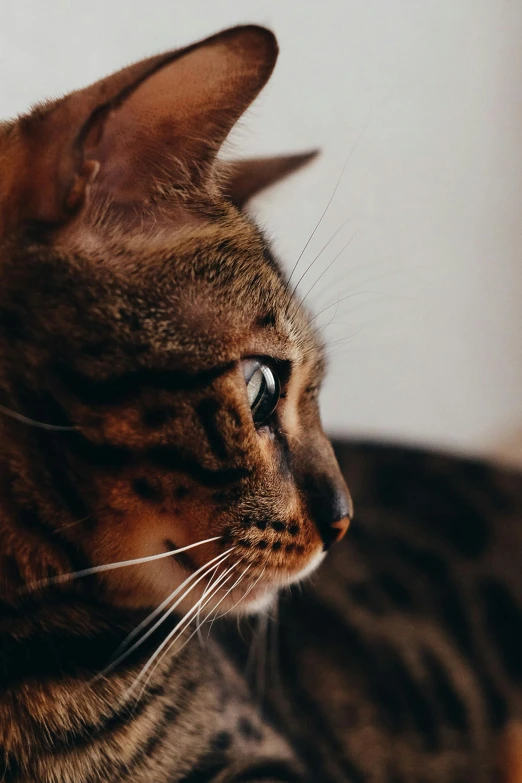 a tabby cat with an intense look