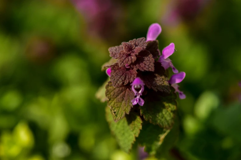 a closeup image of some flowers in the sun