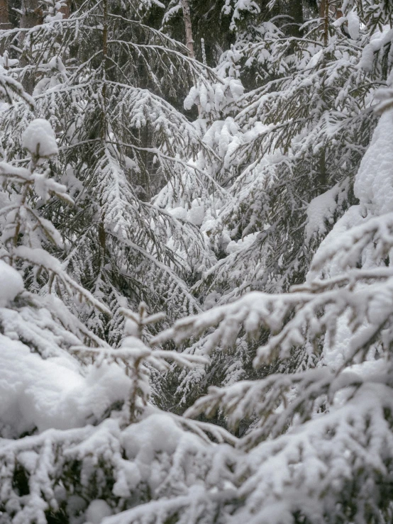 the top of a tree in a forest during winter