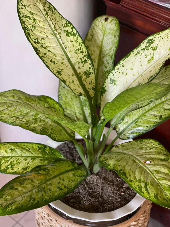 a green plant with some kind of leaves