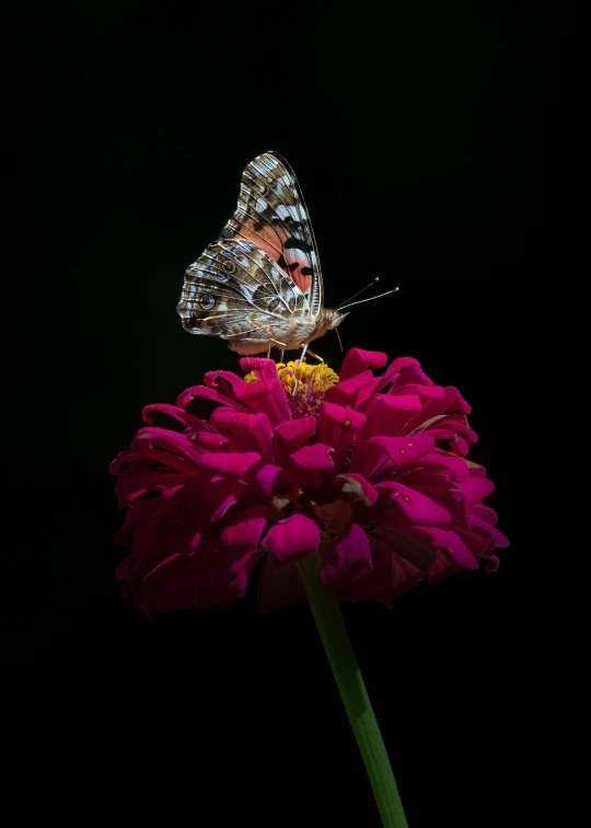 two erflies that are sitting on a flower