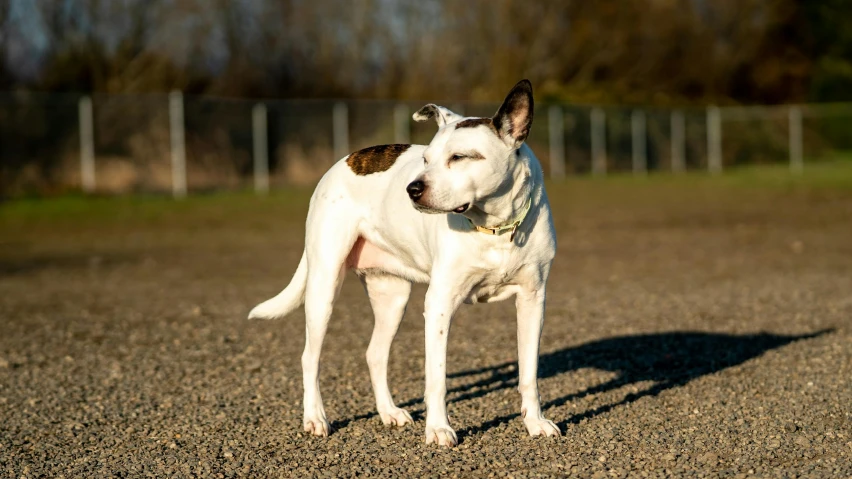 a white bull dog standing in a large open field