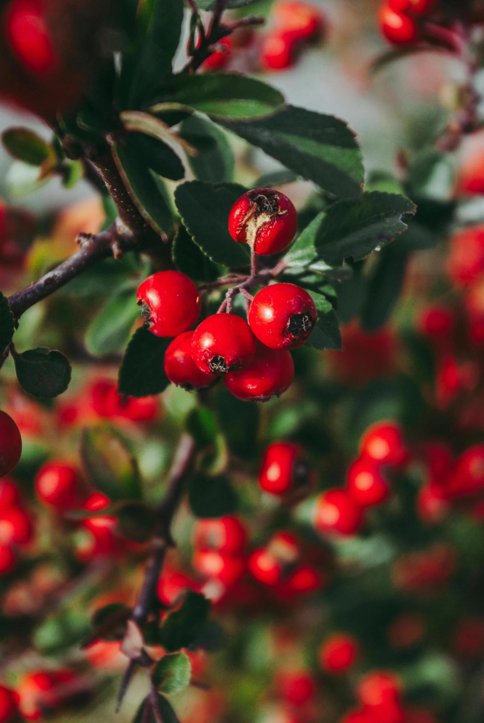 berries on a tree with some leaves