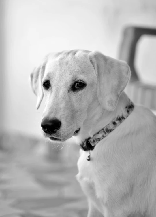 a white dog with a collar on sitting next to a chair