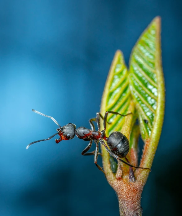 ants on a plant's stem while the ladybird sits on the flower