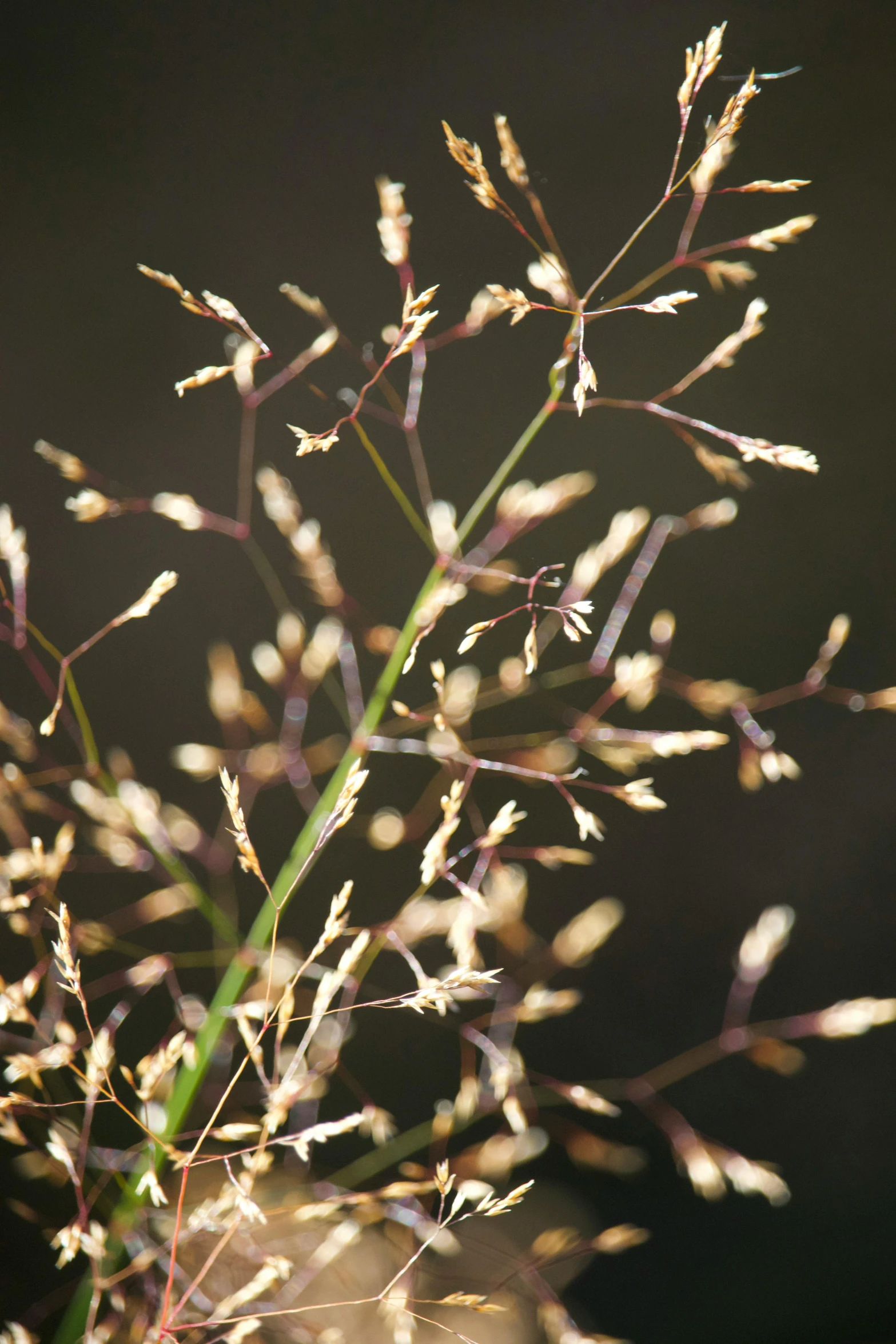 a large brown stalk with tiny yellow flowers