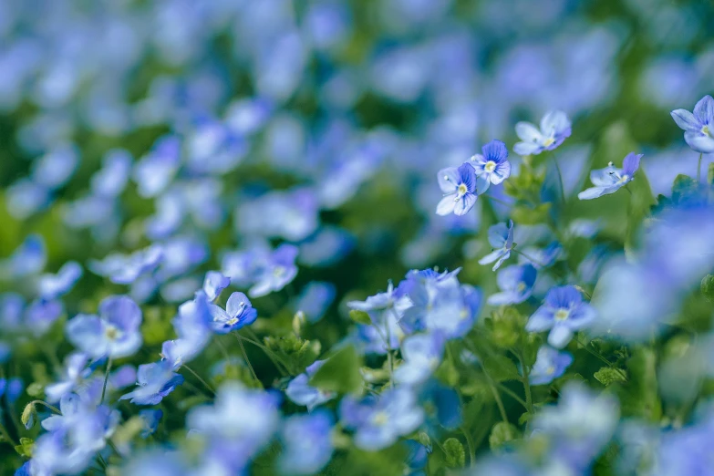 small flowers that are in the middle of some grass